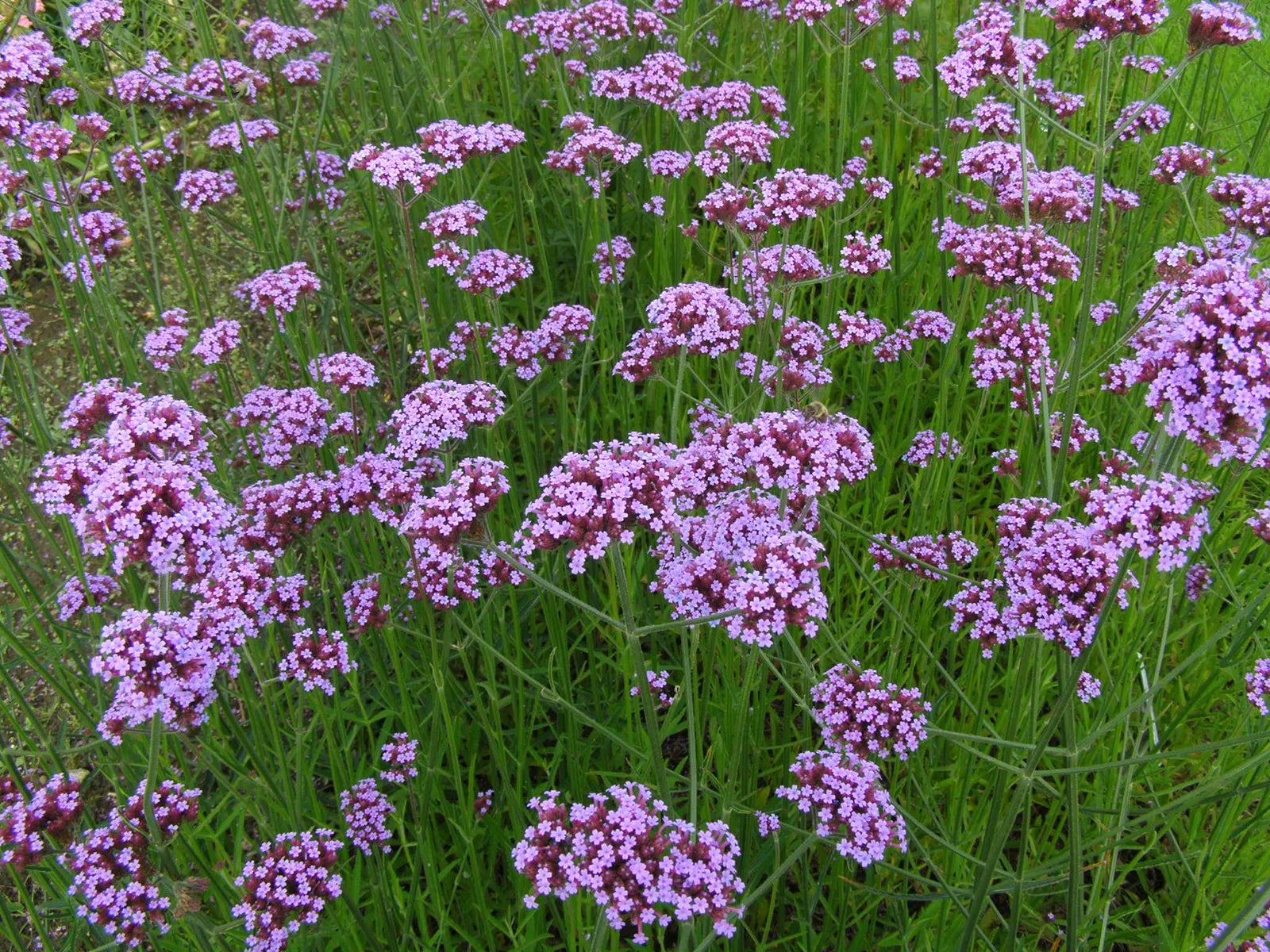 Verbena (Verbena sp.)