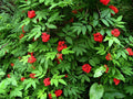 Red Elderberry (Sambucus racemosa var. arborescens)