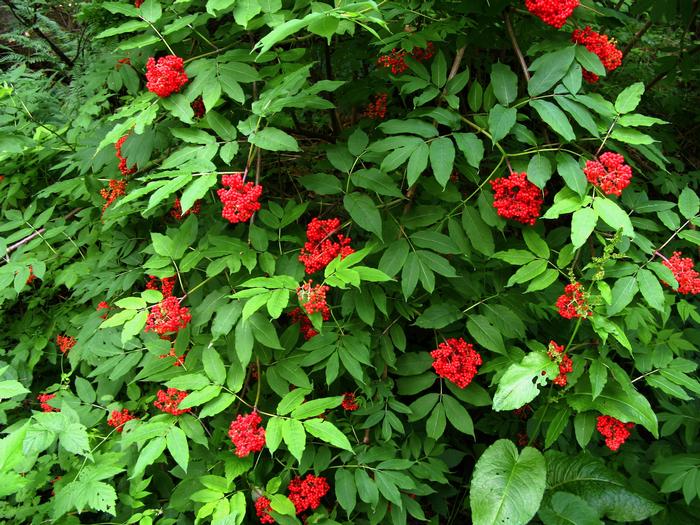 Red Elderberry (Sambucus racemosa var. arborescens)