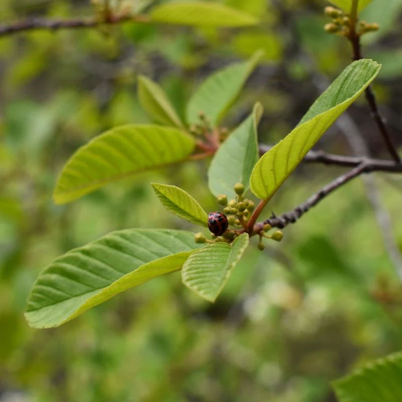 Cascara (Rhamnus purshiana)