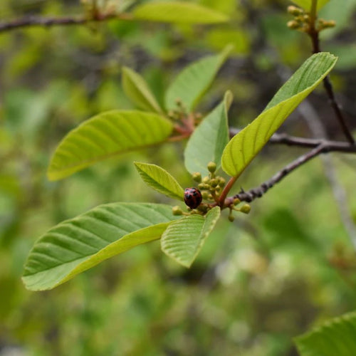 Cascara (Rhamnus purshiana)