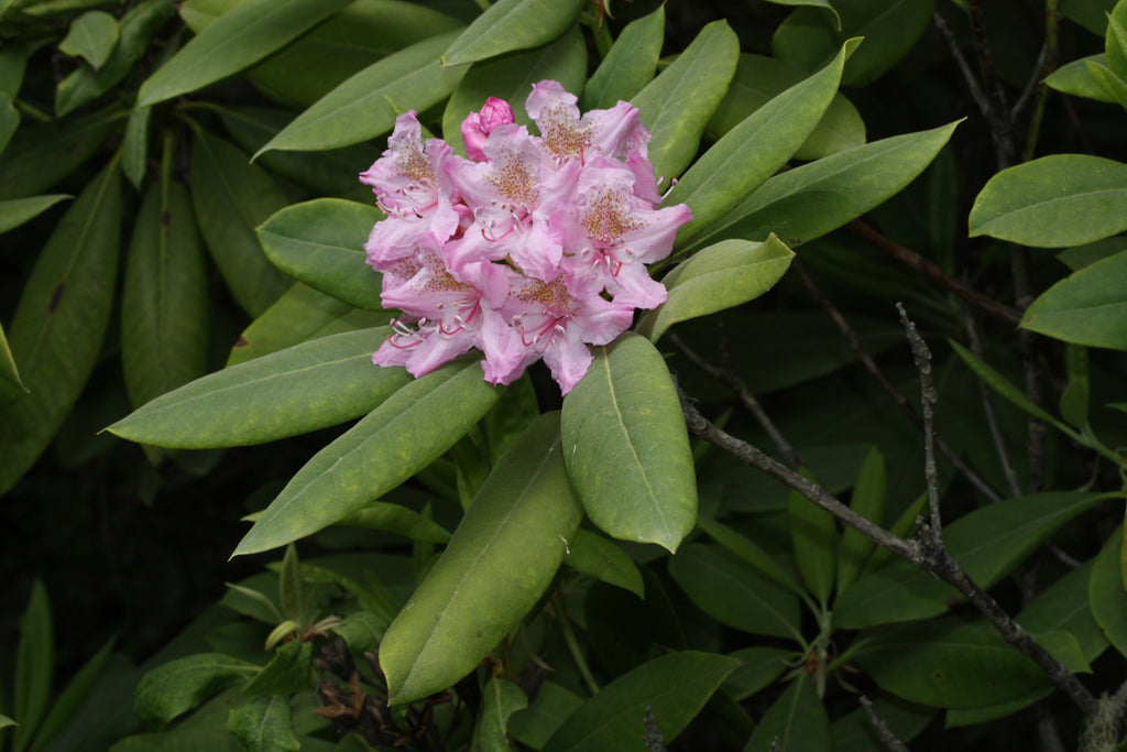 Pacific Rhododendron (Rhododendron macrophyllum)