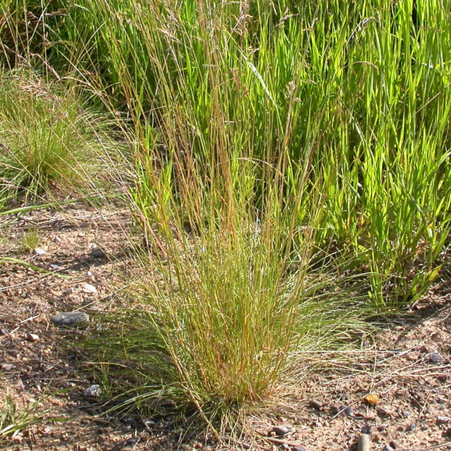 Roemer's fescue (Festuca roemeri)