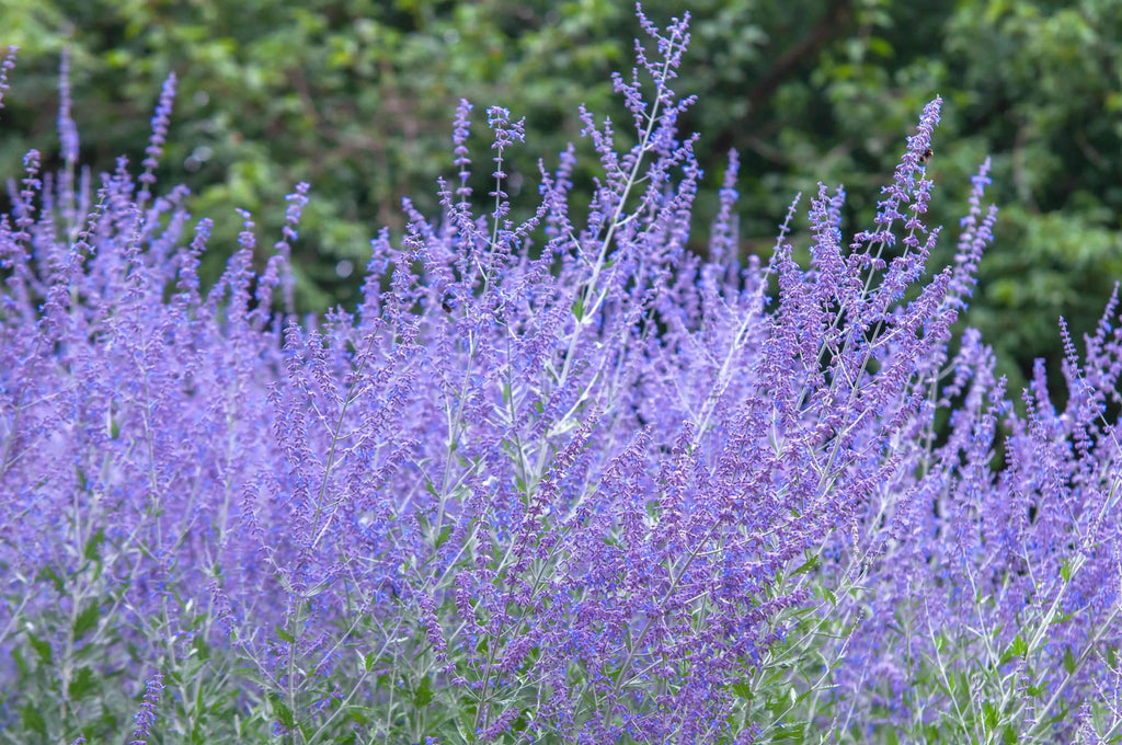 Russian Sage (Perovskia atriplicifolia / Salvia yangii)