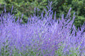 Russian Sage (Perovskia atriplicifolia / Salvia yangii)
