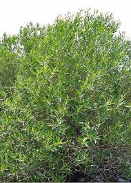 Pacific Willow (Salix lucida ssp. lasiandra)