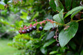 Salal (Gaultheria shallon)