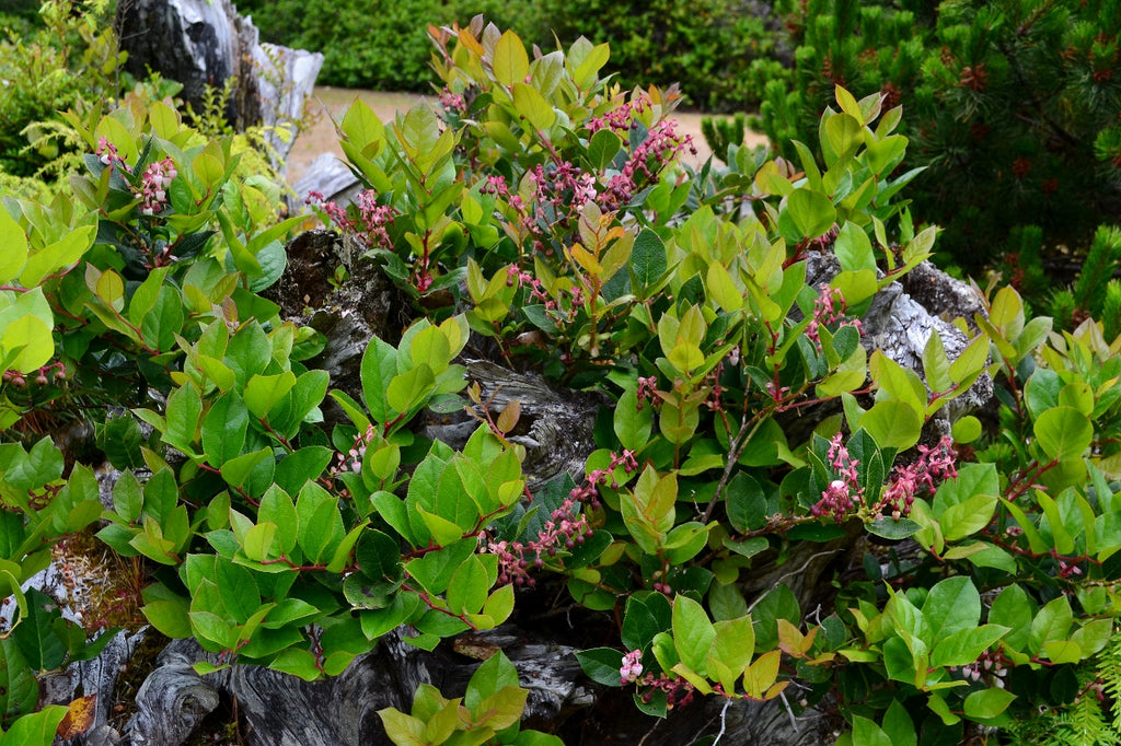 Salal (Gaultheria shallon)