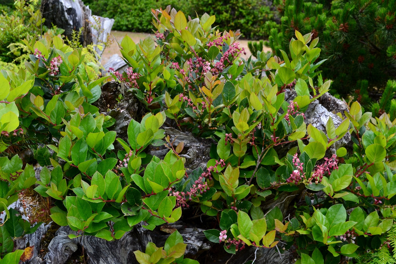 Salal (Gaultheria shallon)