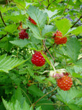 Salmonberry (Rubus spectabilis)