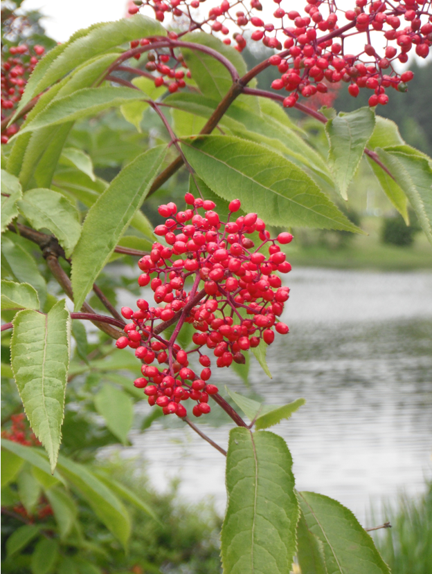 Red Elderberry (Sambucus racemosa var. arborescens)