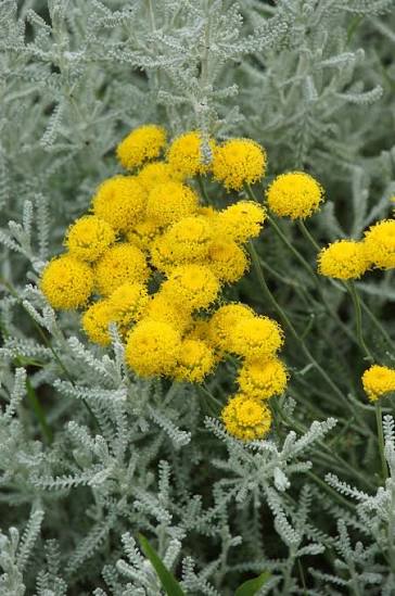 Santolina (Santolina chamaecyparissus)