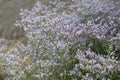 Sea Lavender (Limonium latifolium)