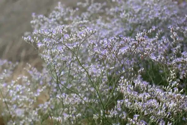 Sea Lavender (Limonium latifolium)