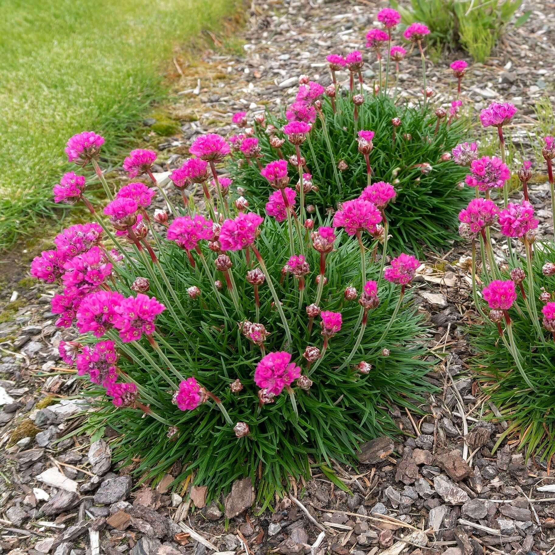 Sea Thrift (Armeria maritima)