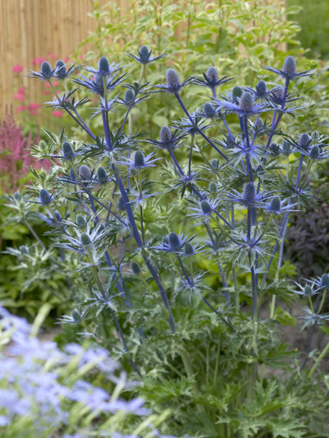 Sea Holly (Eryngium spp.)