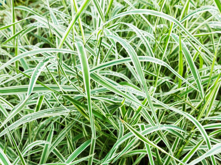 Sedges (Carex spp.)