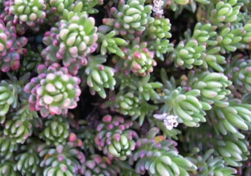 Douglas Stonecrop (Sedum stenopetalum)