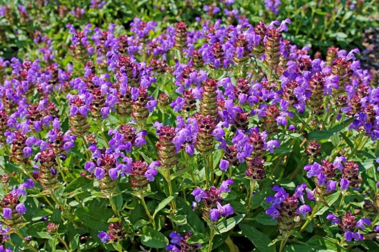 Self-Heal (Prunella vulgaris)