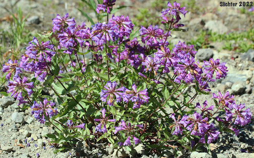 Serrulate Penstemon (Penstemon Serrulatus)
