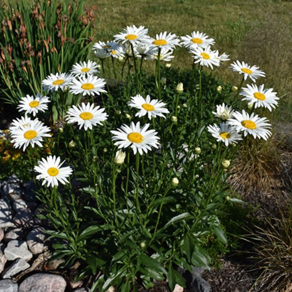 Shasta Daisy (Leucanthemum × superbum)
