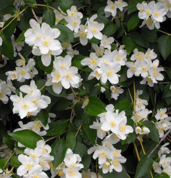 Mock Orange (Philadelphus lewisii)