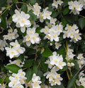 Mock Orange (Philadelphus lewisii)