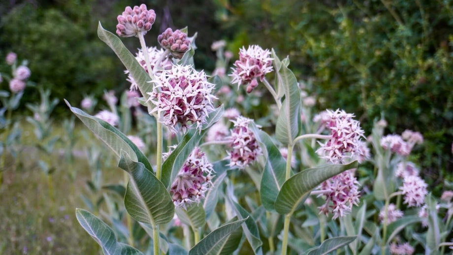 Showy Milkweed (Asclepias speciosa)