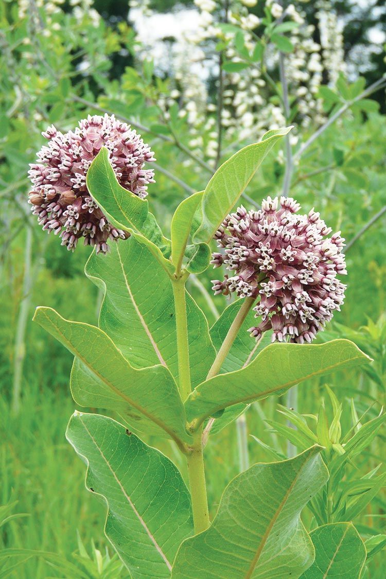 Showy Milkweed (Asclepias speciosa)