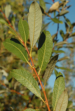 Sitka Willow (Salix sitchensis)