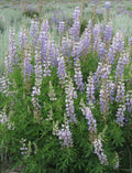 Silky Lupine (Lupinus sericeus)