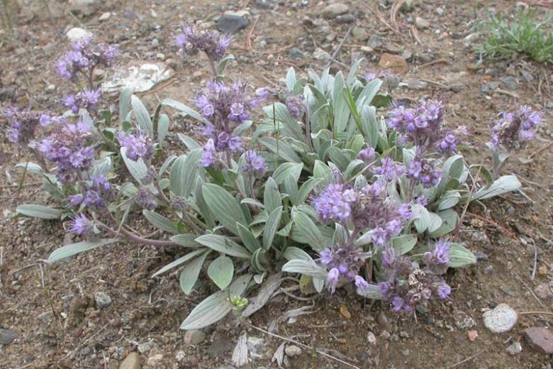 Silverleaf Phacelia (Phacelia Hastata)