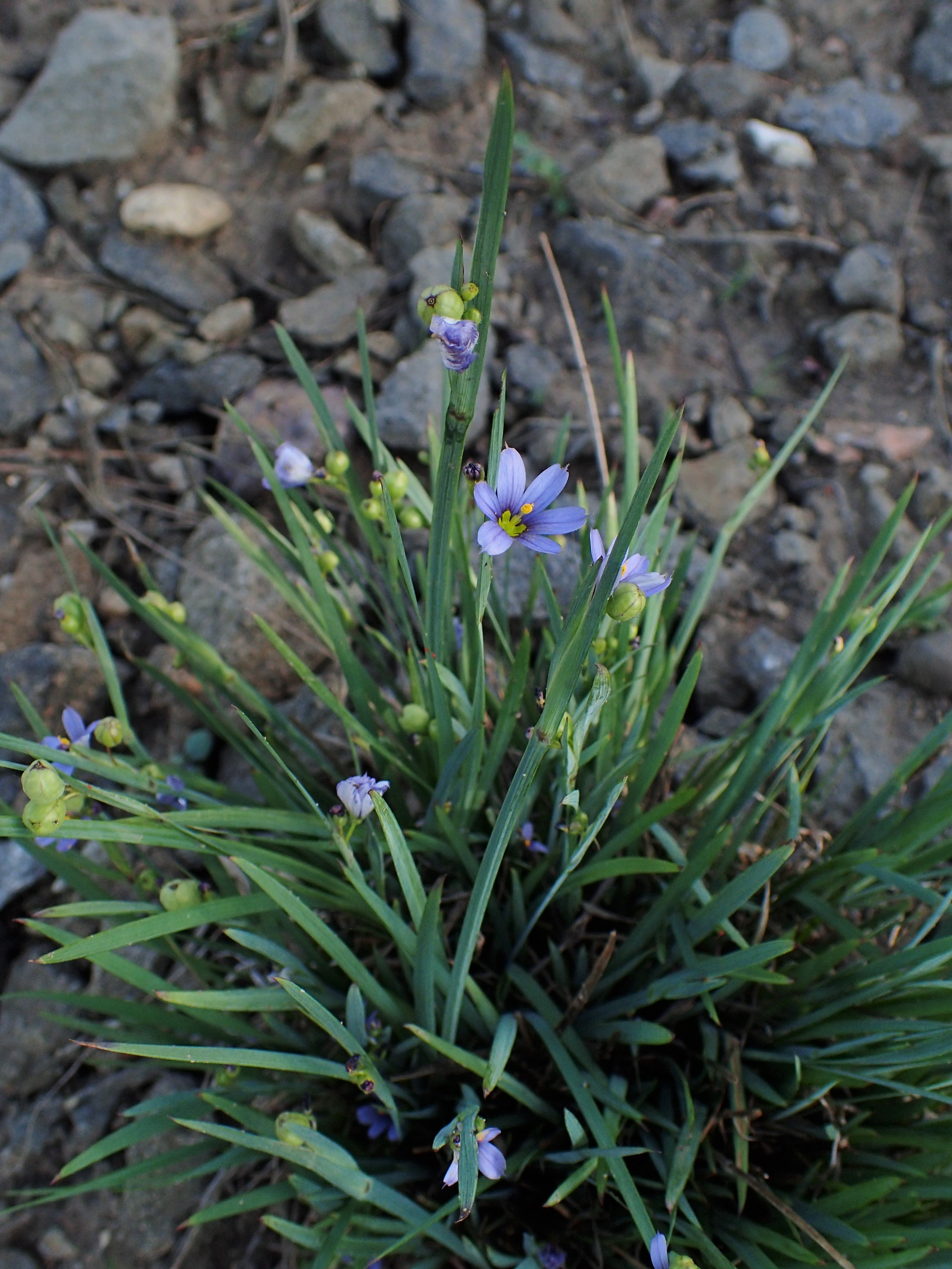 Northern Blue-eyed Grass (Sisyrinchium septentrionale)