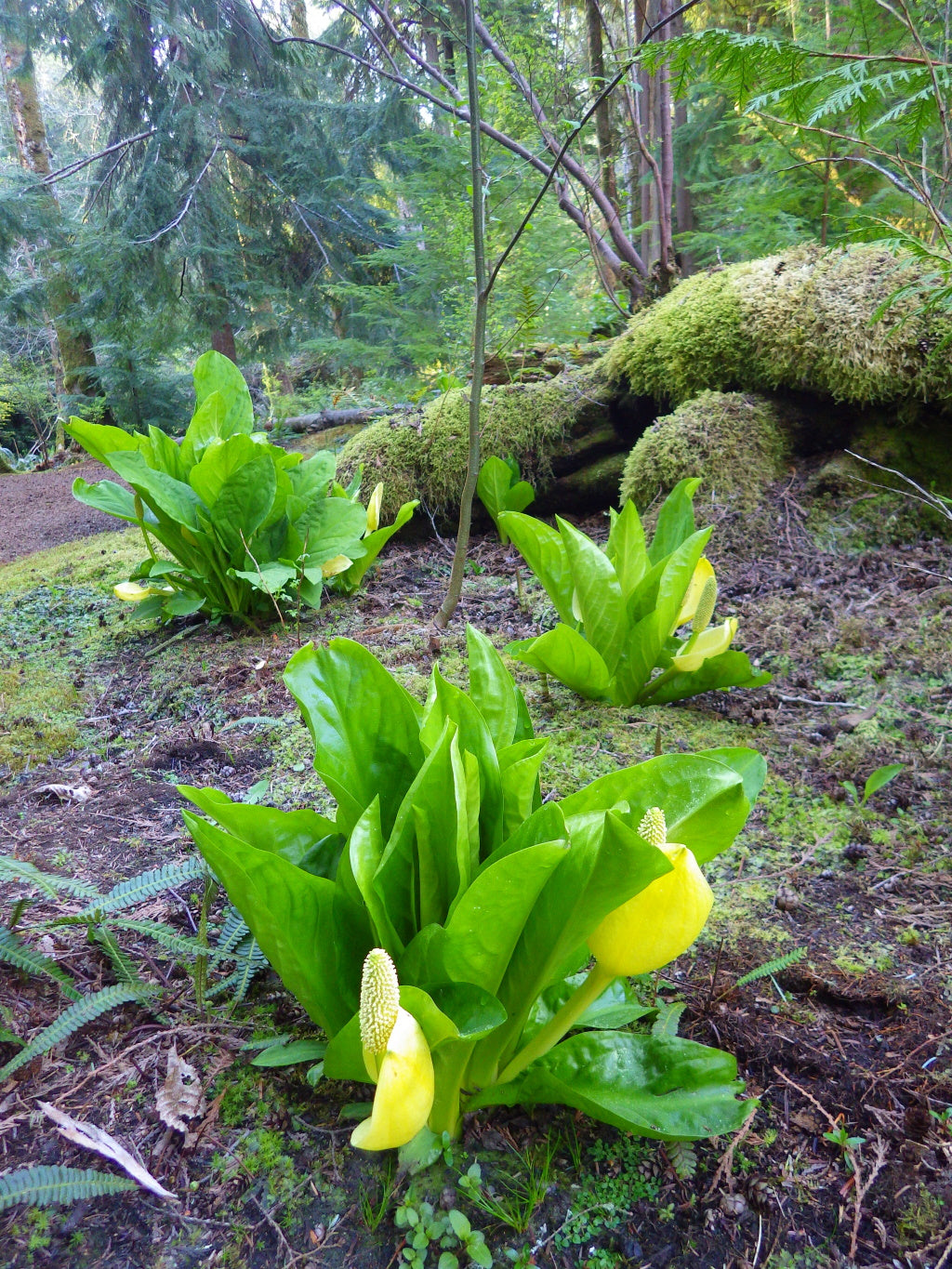 Western Skunk Cabbage (Lysichiton americanus)