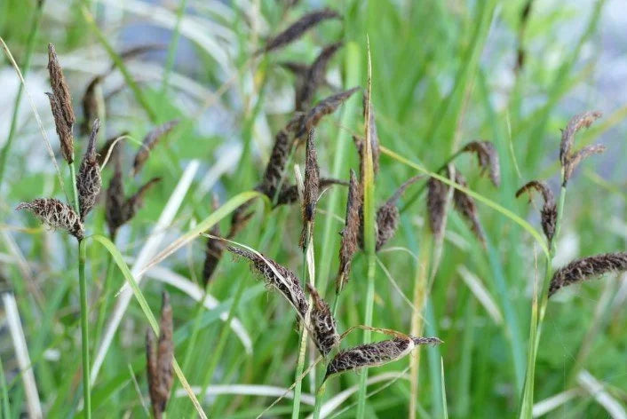 Slough sedge (Carex obnupta)
