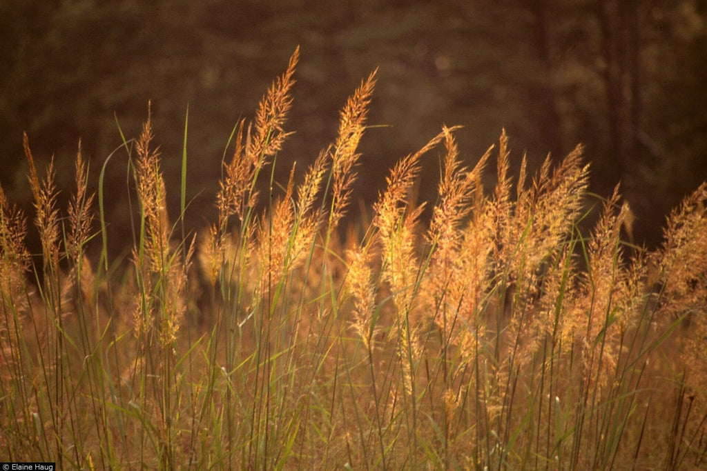 Yellow Indiangrass (Sorghastrum nutans)