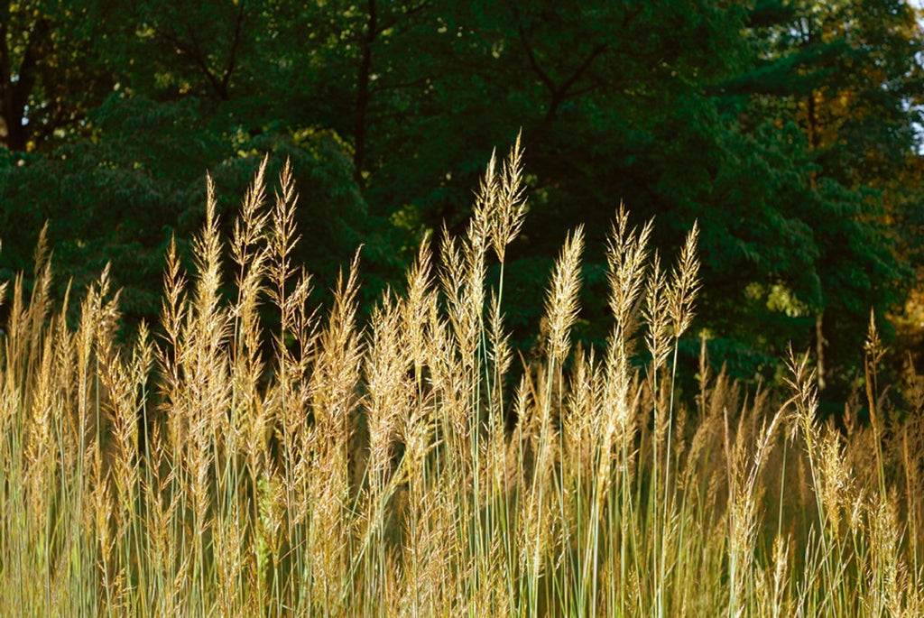 Yellow Indiangrass (Sorghastrum nutans)