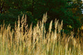 Yellow Indiangrass (Sorghastrum nutans)