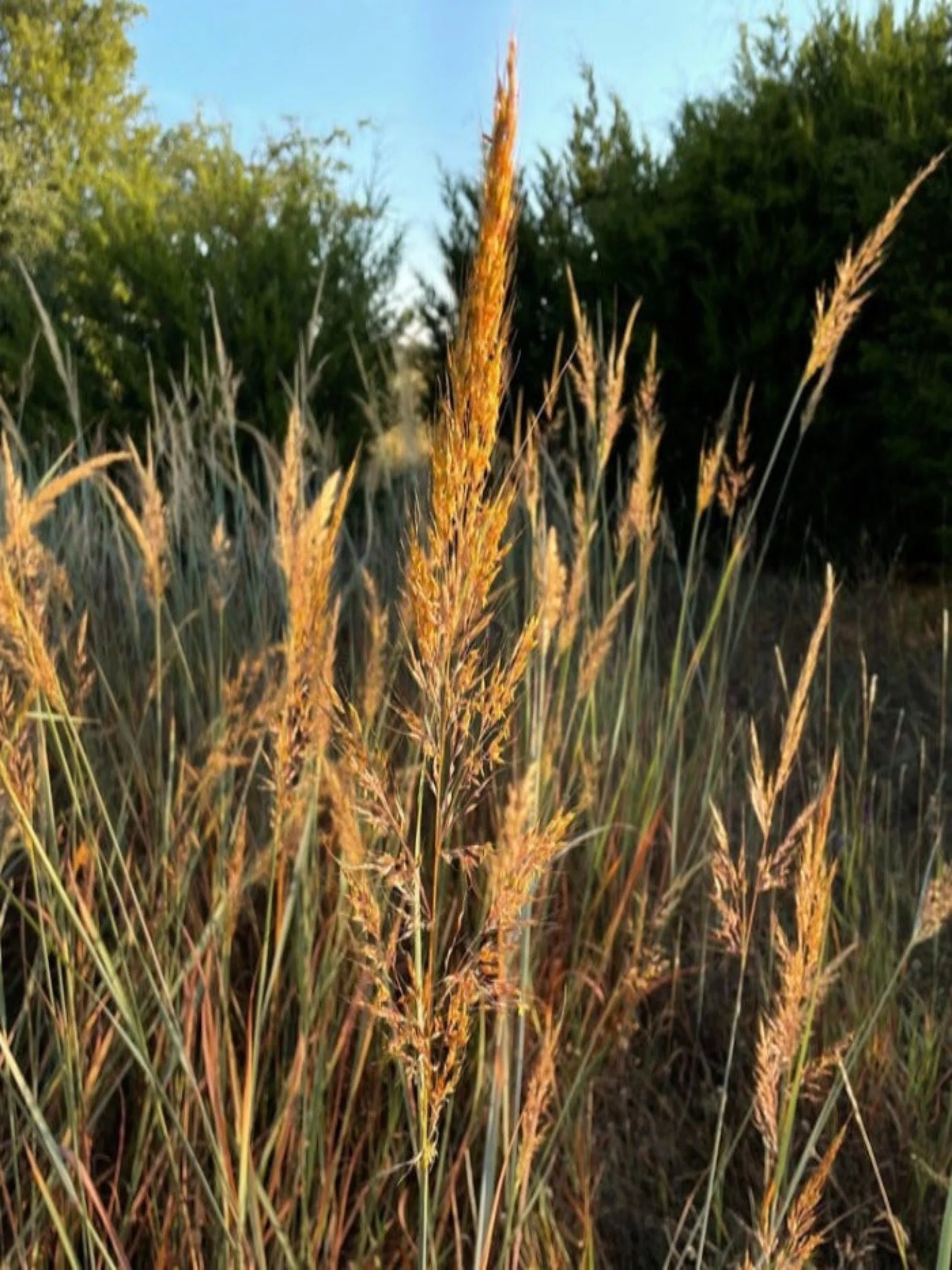 Yellow Indiangrass (Sorghastrum nutans)