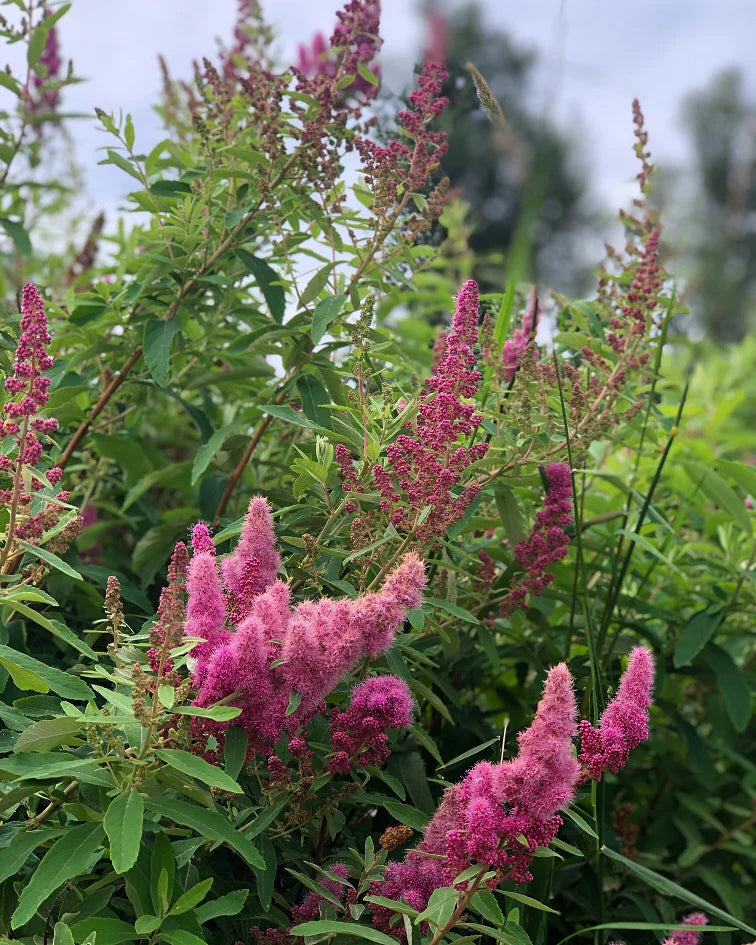 Hardhack aka Douglas Spirea (Spiraea douglasii)