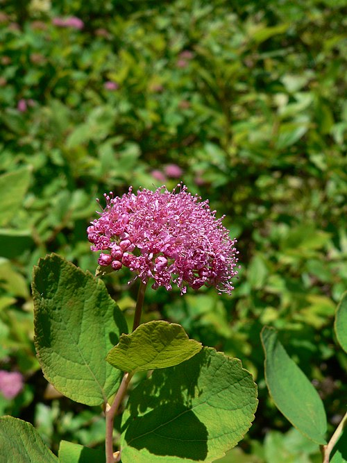 Rose Meadowsweet (Spiraea splendens)