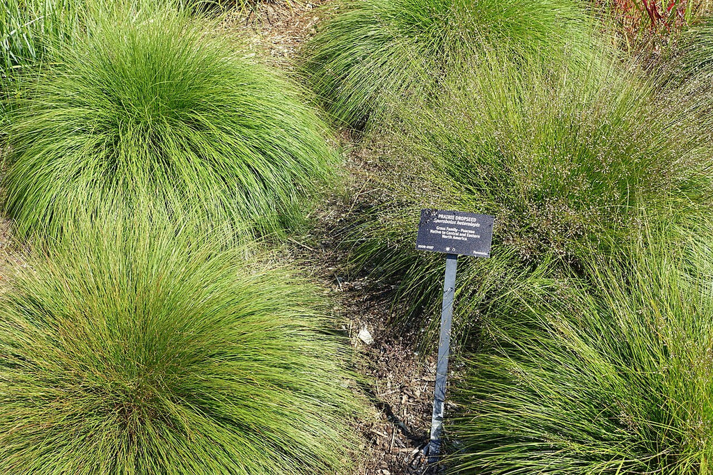 Prairie Dropseed (Sporobolus heterolepis)