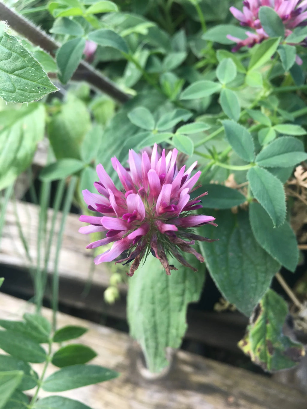 Springbank Clover (Trifolium wormskioldii)