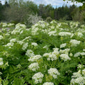 Sweet Cicely (Osmorhiza berteroi)