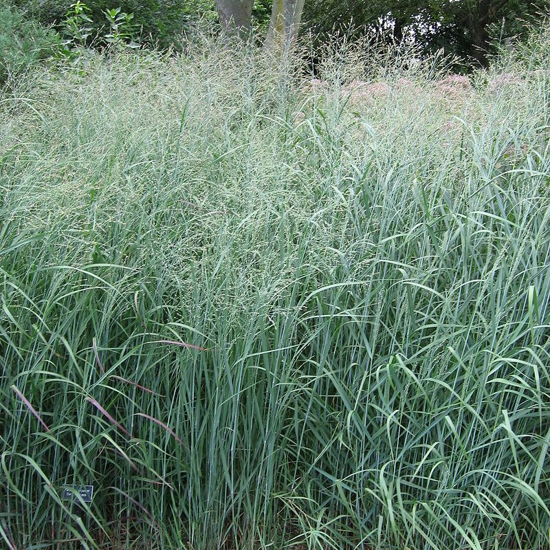 Switchgrass (Panicum virgatum)
