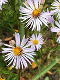 White Panicle Aster (Symphyotrichum Lanceolatum)