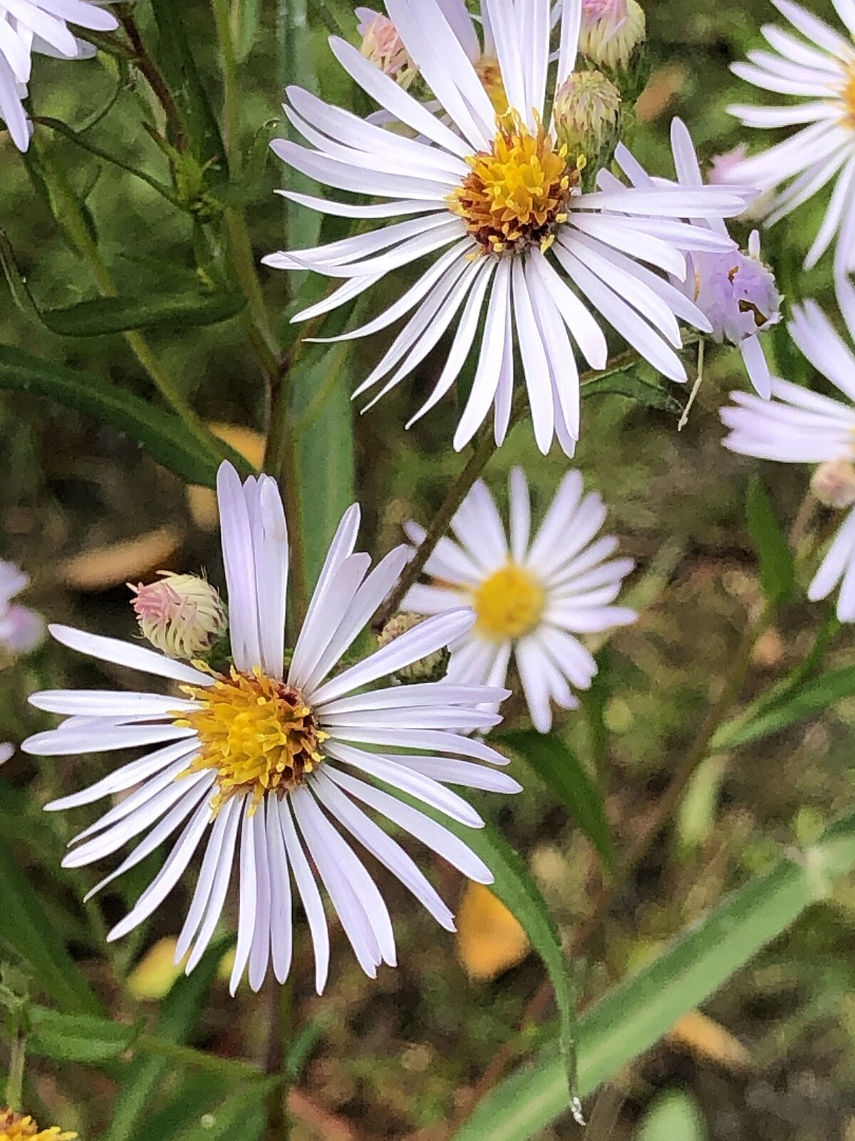 White Panicle Aster (Symphyotrichum Lanceolatum)