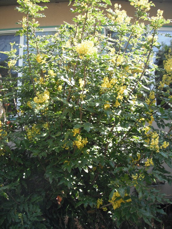 Tall Oregon Grape (Berberis aquifolium)