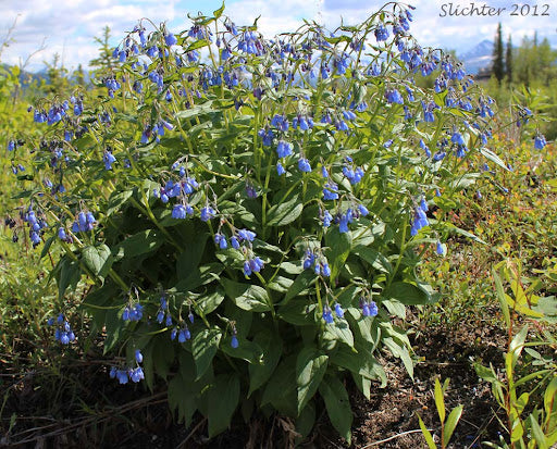 Tall Lungwort (Mertensia paniculata)