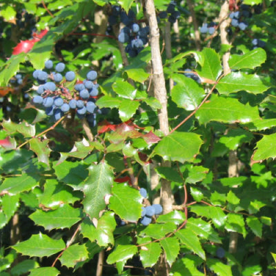 Tall Oregon Grape (Berberis aquifolium)